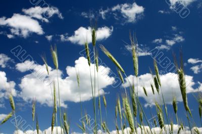 Sky seen through the straws of rye