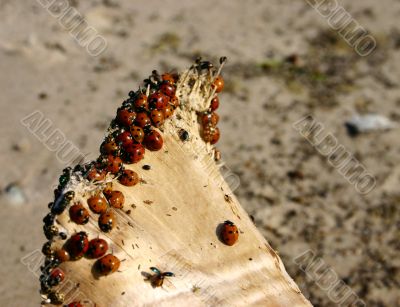 Ladybugs