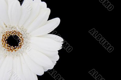 white gerbera with copyspace