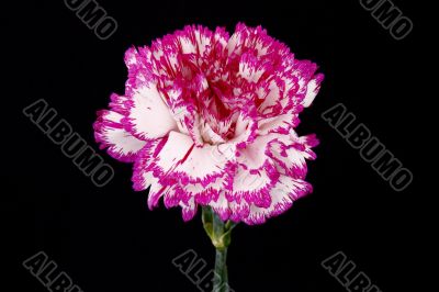 pink carnation