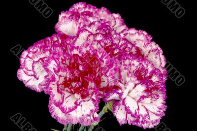 pink carnation boqouet