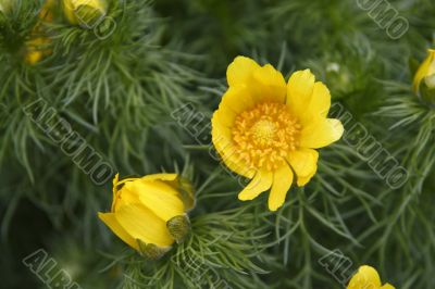 adonis vernalis