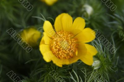 adonis vernalis 2 adonis vernalis 2