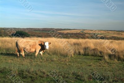 cow on meadow