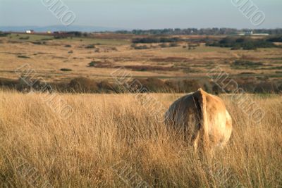 cow on meadow