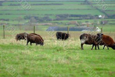 black sheep black sheep