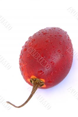 isolated tamarillo spray