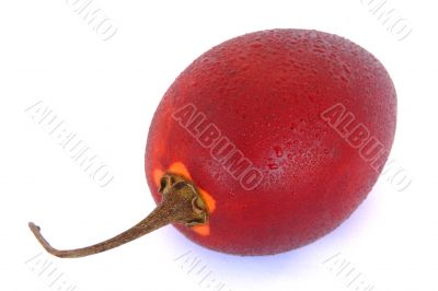 water spray tamarillo water spray tamarillo