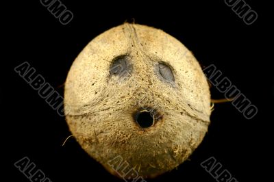 Coconut face Coconut face