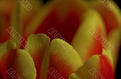 tulip