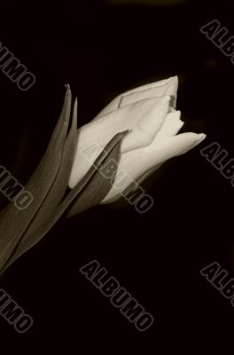 tulip