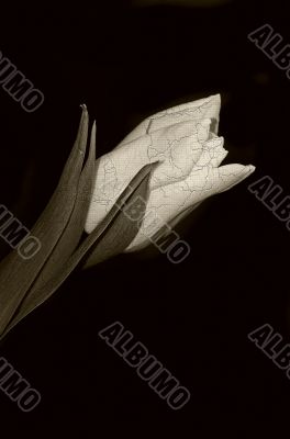 tulip