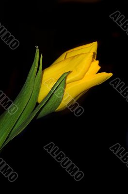 tulip