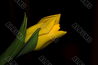 tulip