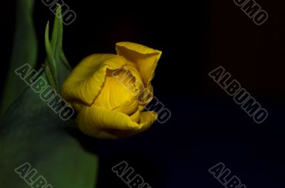 tulip