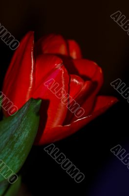 tulip