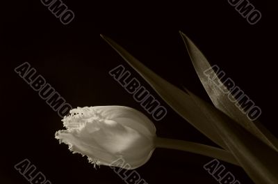 tulip