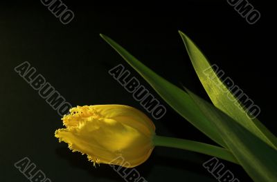 tulip