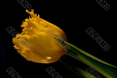 tulip