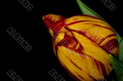tulip