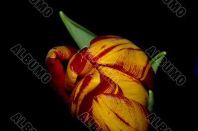 tulip