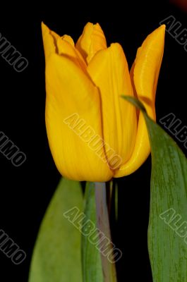 tulip