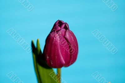 tulip