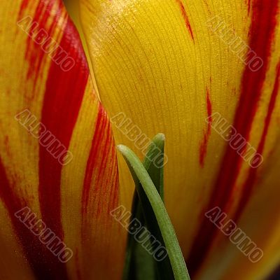 tulip