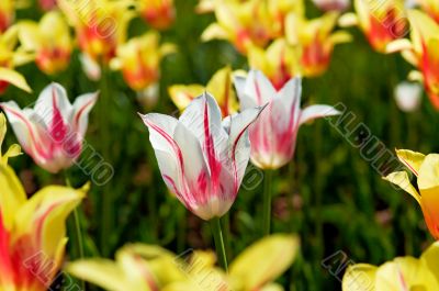 tulip