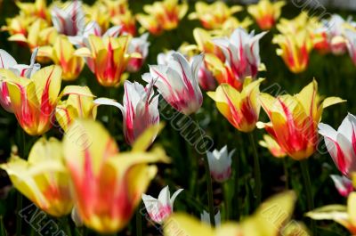 tulip