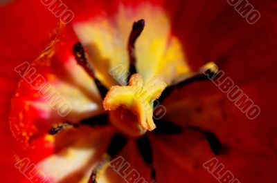 tulip