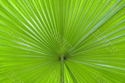 Palm leaf abstract