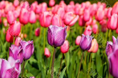 tulip
