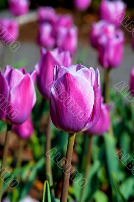 tulip