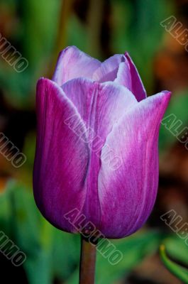 tulip