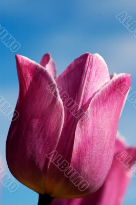 tulip