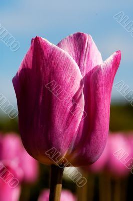 tulip