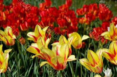 tulip