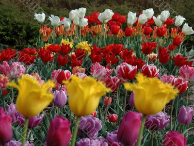 tulip