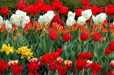 tulip