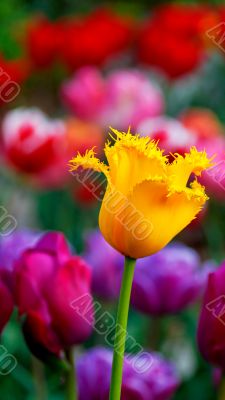 tulip