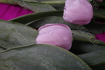 tulip