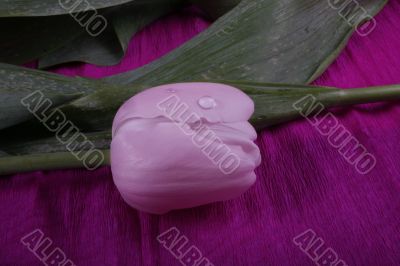 tulip