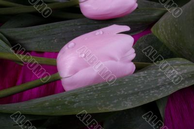 tulip