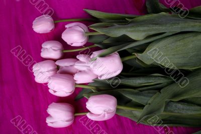 tulip