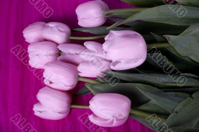 tulip