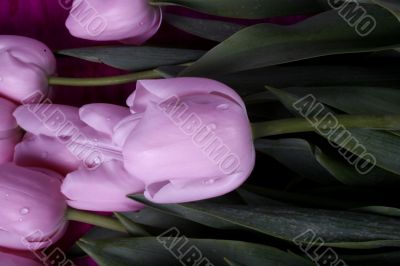 tulip