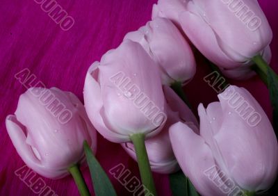 tulip