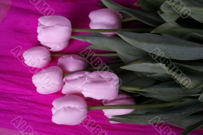 tulip