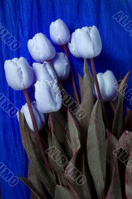 tulip